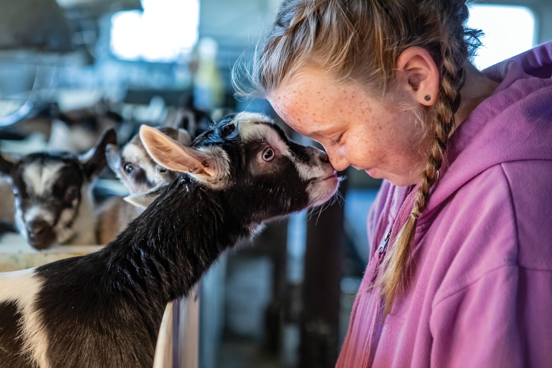 At Friendly Franseen Acres, a shift to goats pays off